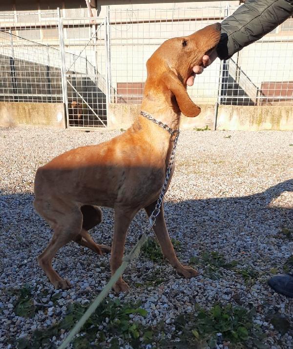 Luce, Timida E Dolce Segugio Italiano